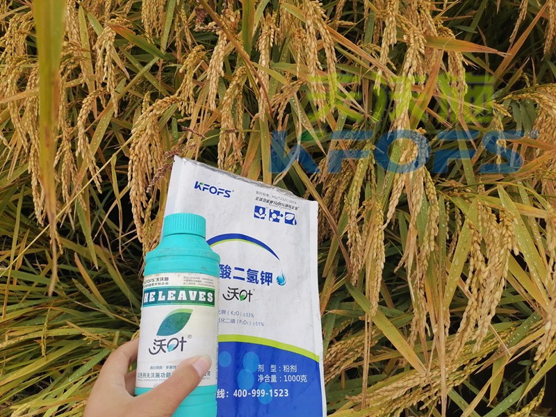 磷酸二氫鉀的用途真大，這三條必看！