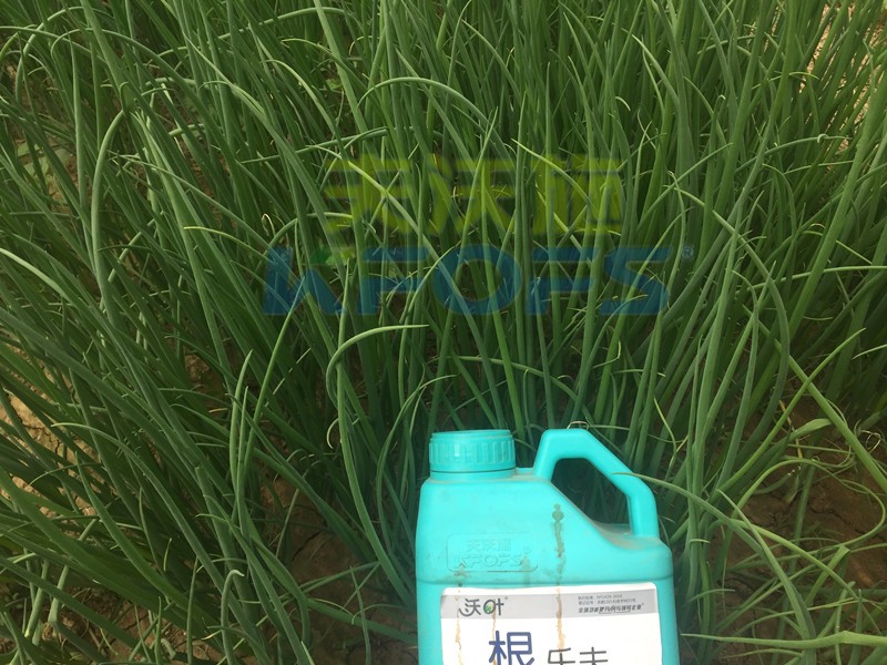 大蔥用什么水溶肥長得高？