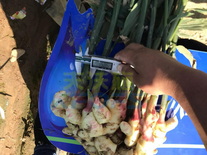 生根劑有毒有害嗎？哪個(gè)牌子好？