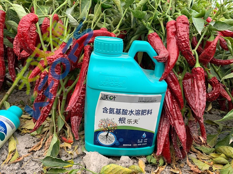 辣椒施肥選沃葉，增產(chǎn)提質(zhì)賣價高！