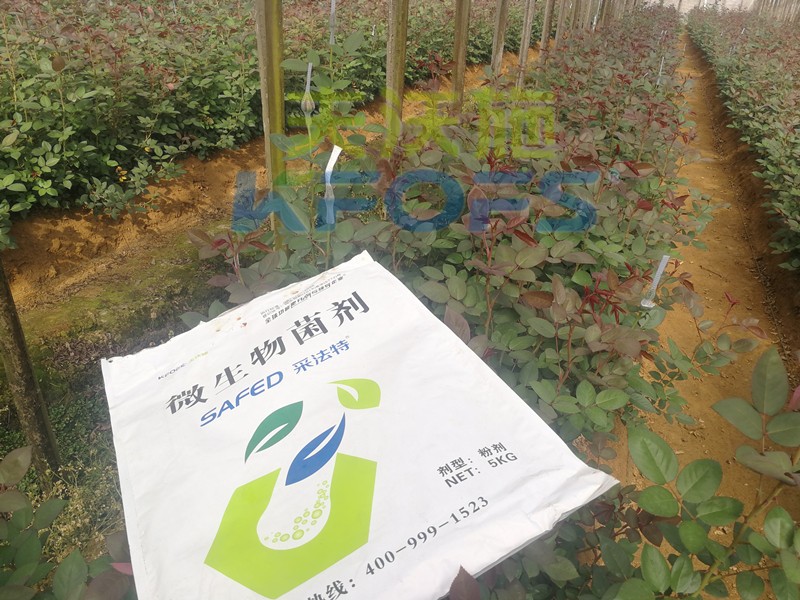 玫瑰水溶肥哪家好？問問基地老板就知道