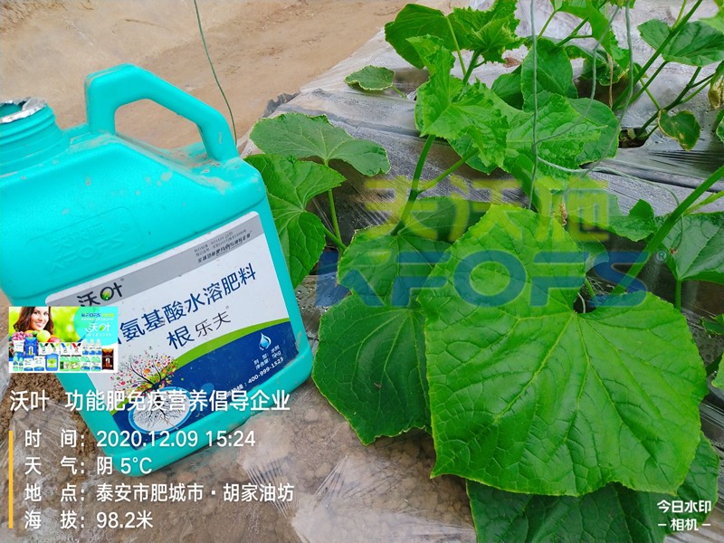 黃瓜生根肥用什么好？