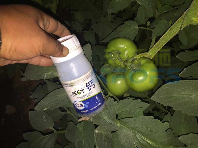 水溶肥怎么用能讓番茄膨果好？