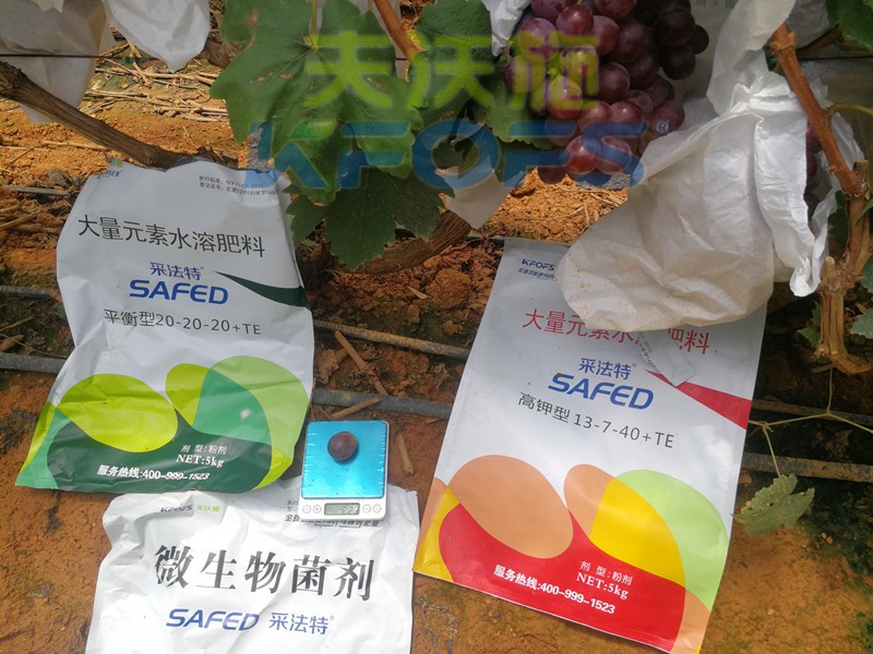 水溶肥這樣用，葡萄提前上市產(chǎn)量高！