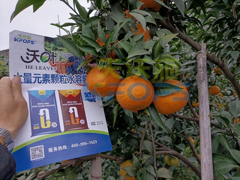 柑橘水溶肥哪個牌子好？這款獲稱贊