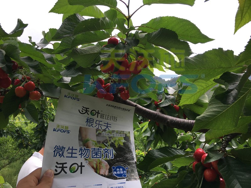 櫻桃秋季施什么水溶肥？