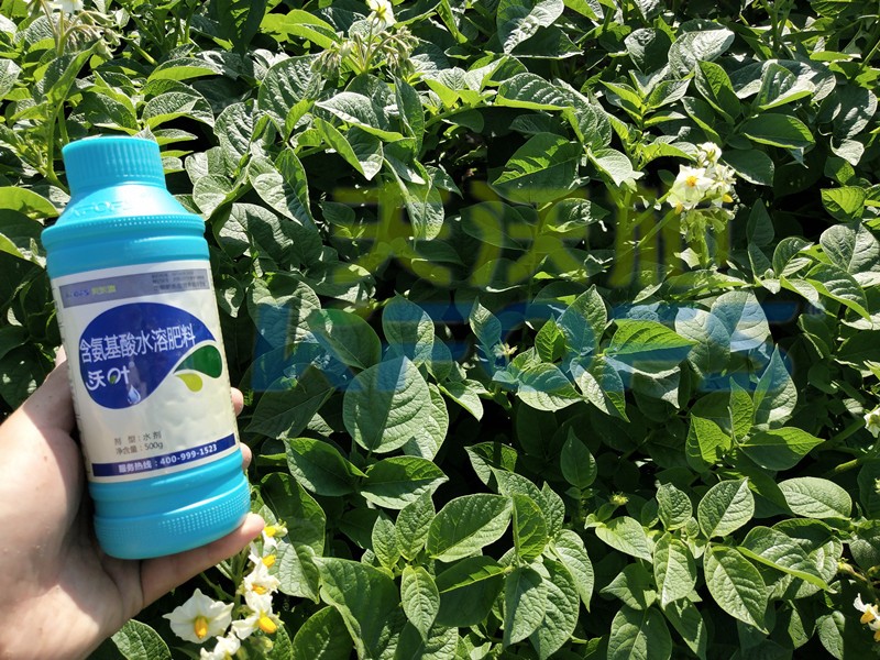 水溶肥防寒抗凍套餐，種植者值得一看！