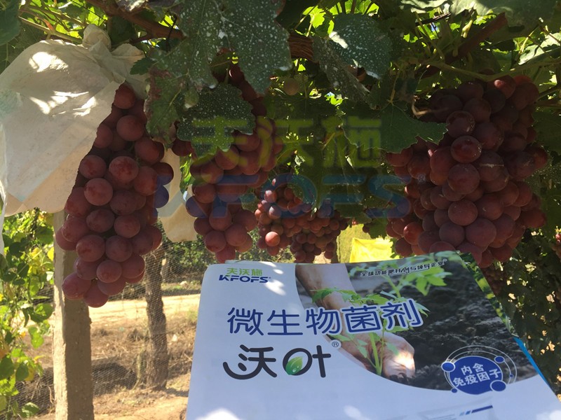 影響微生物菌劑價(jià)格高低的原因，揭秘