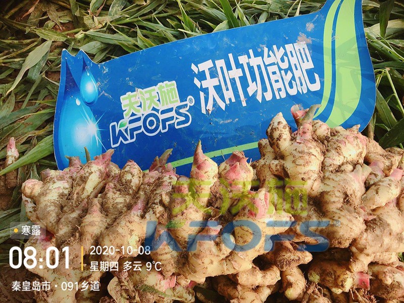 水溶肥批發(fā)時(shí)，不能錯(cuò)過的好廠家