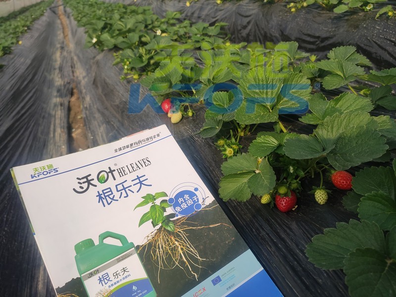 水溶肥品牌，沃葉為何頻頻入選？