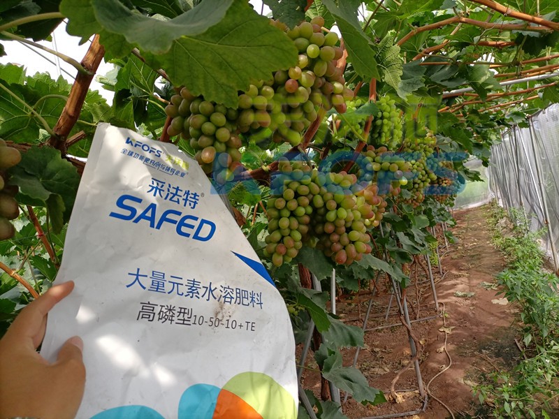 大量元素水溶肥取消登記？怎么辨別好壞？
