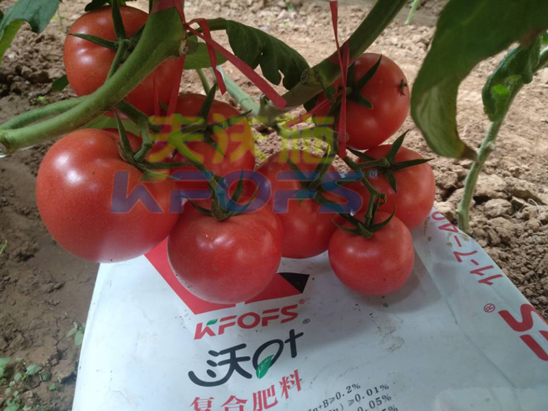 蔬菜使用水溶肥能提前上市？用對肥很重要