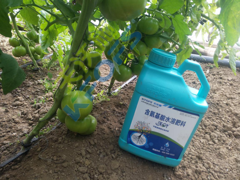 大棚蔬菜冬季用什么肥？