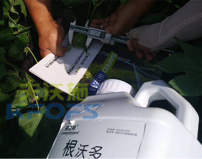 什么水溶肥能提高作物的抗寒能力？
