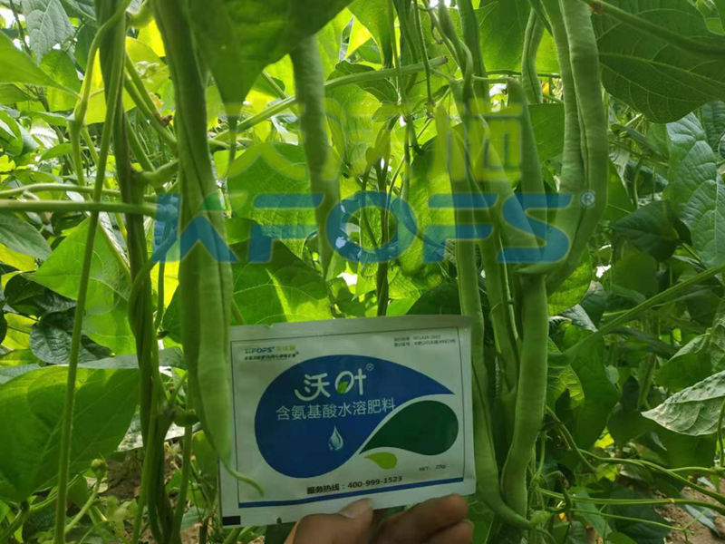 什么是含氨基酸水溶肥料，你選擇對了嗎？？？