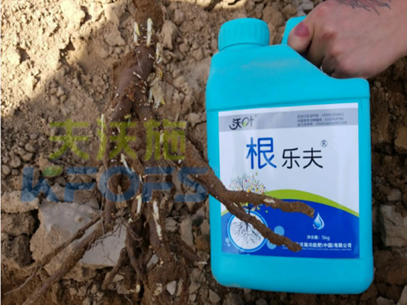 水溶肥越來越難做，他竟然能如此輕松？讓我們一探究竟！
