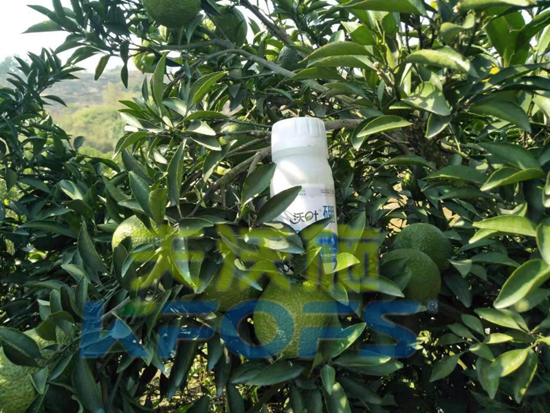 使用硼肥對(duì)植物有哪些好處？