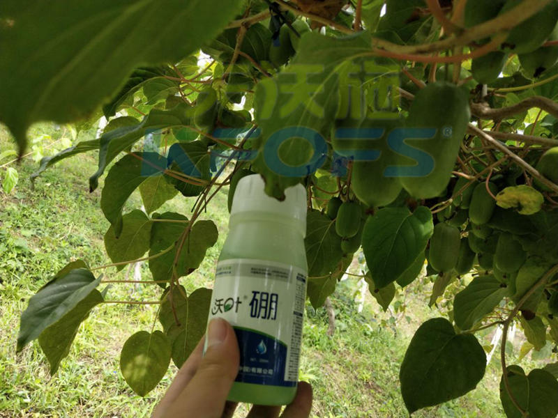 給農(nóng)作物施用硼肥需要注意什么？