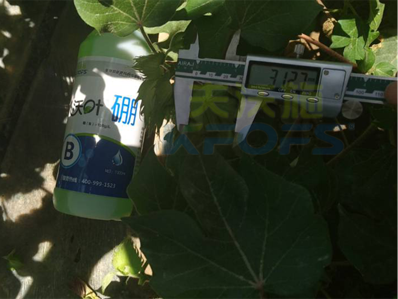 硼肥對植物生長主要有哪些作用？