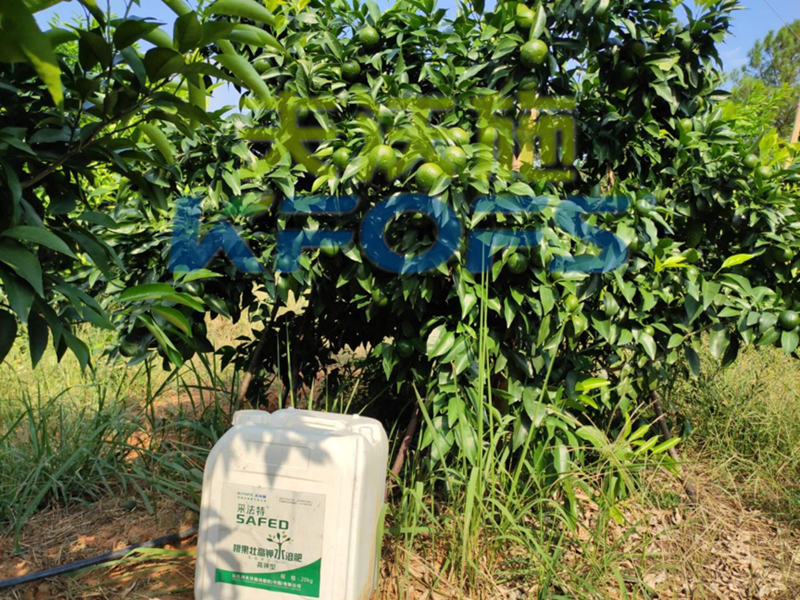 果樹使用哪種水溶肥能順利過冬？