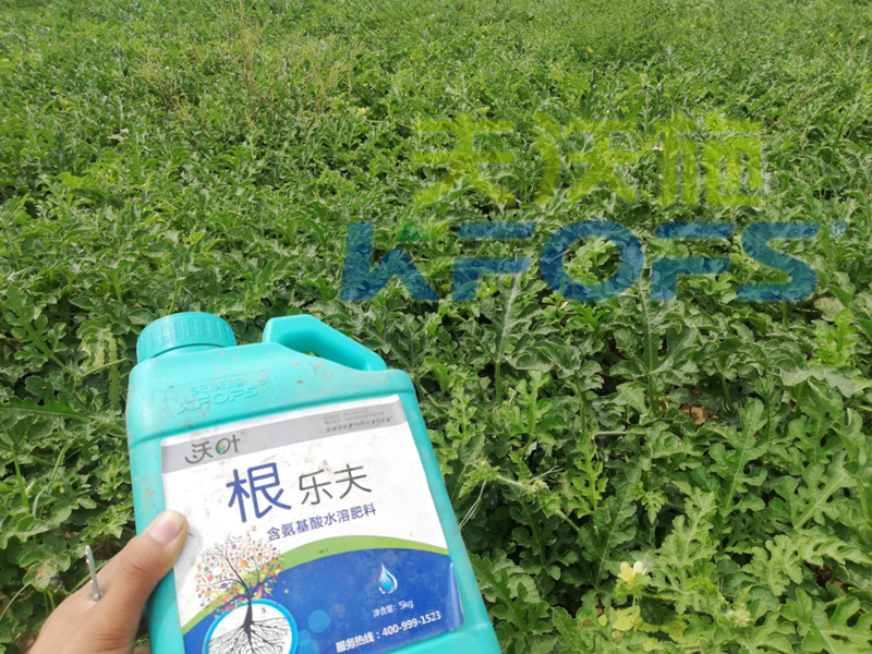 生根劑用多了燒根嗎？