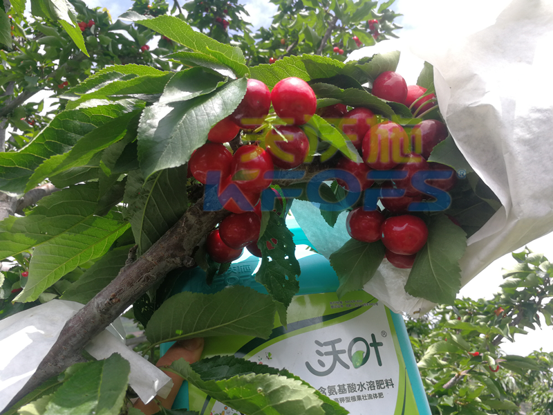 水溶肥價(jià)格的高低對(duì)效果有什么影響？