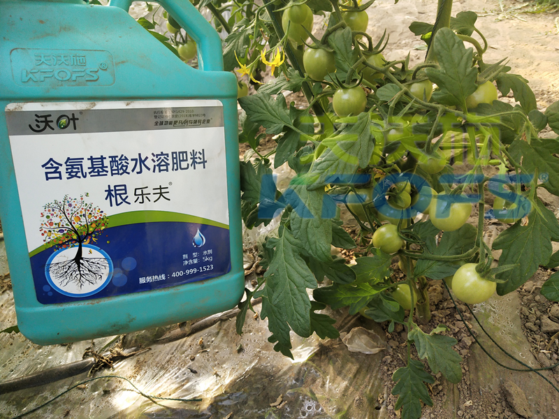 這款沃葉水溶肥效果怎么樣？