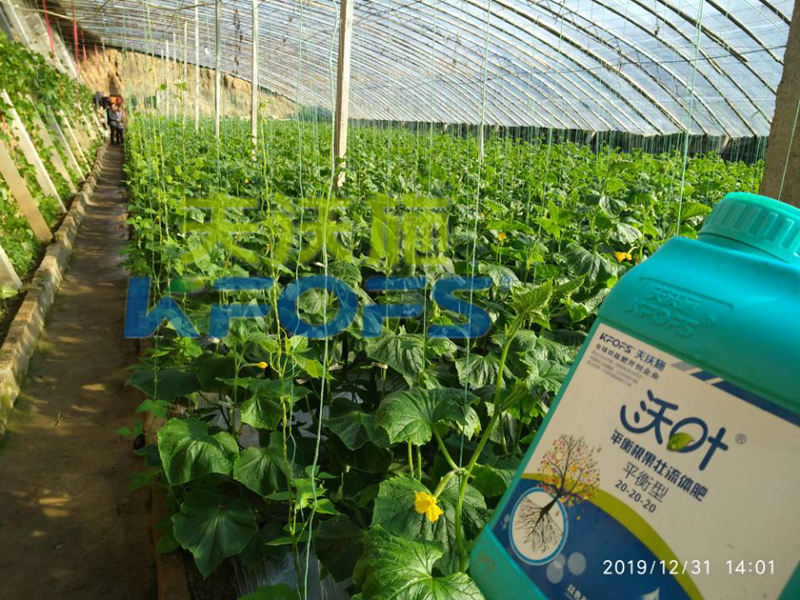 水溶肥怎么用效果好？追肥可以嗎？