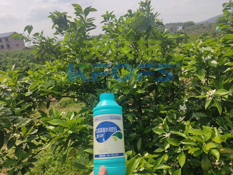 氨基酸水溶肥作用強(qiáng)，果樹用它效果好