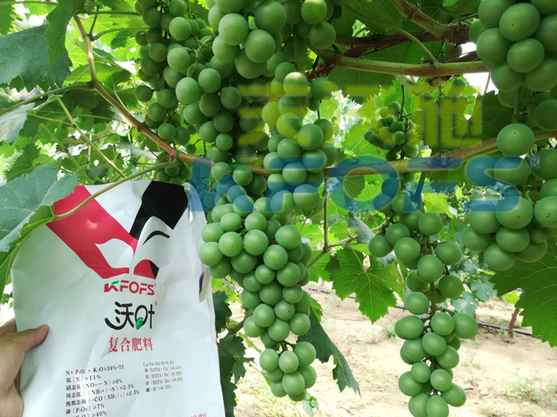 水溶肥哪個品牌好？來看看種植戶怎么說！