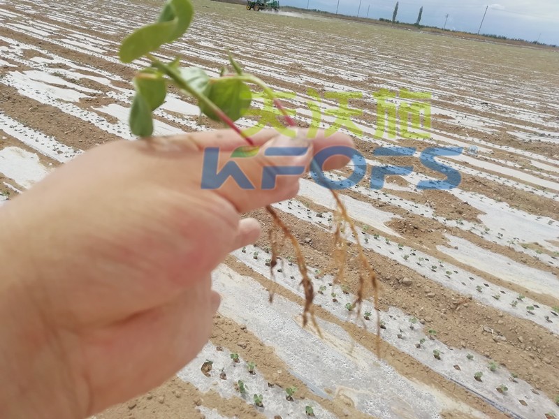 水溶肥哪個品牌好？種植戶是這樣說的