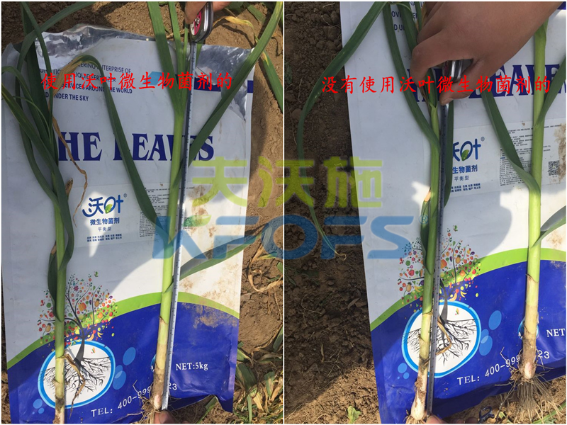 微生物菌劑能否解決土壤問題，改善作物品質(zhì)
