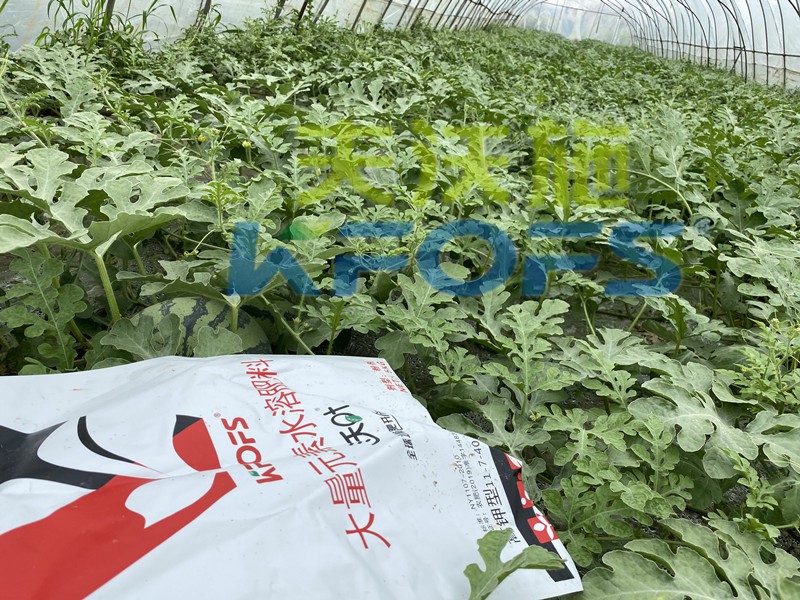沃葉水溶肥怎么樣？這么多種植戶選擇