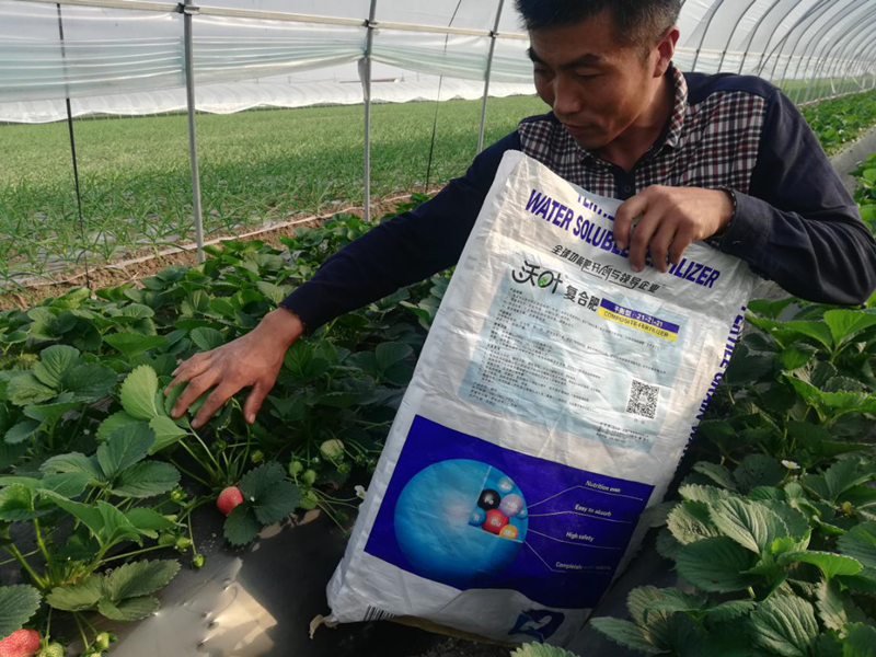 草莓用什么肥料好？沃葉水溶肥怎么樣？