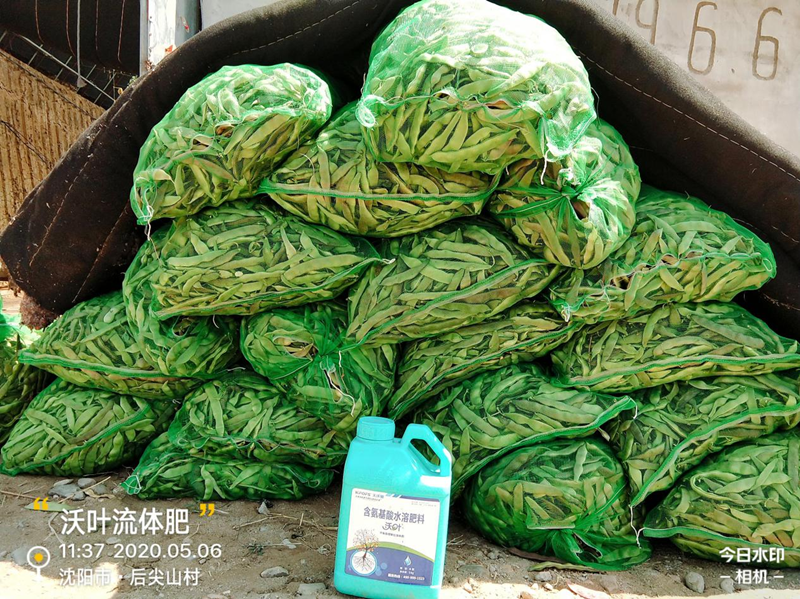 豆角用什么肥料產(chǎn)量高？想知道嗎？