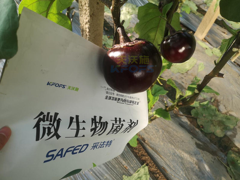 茄子用什么肥料產(chǎn)量高？來看答案！