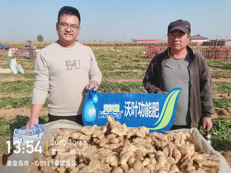 生姜用什么肥料才高產(chǎn)？純經(jīng)驗！