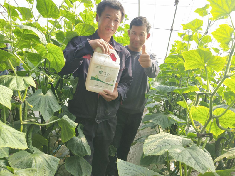 黃瓜結(jié)果期沖什么肥料？看這里！
