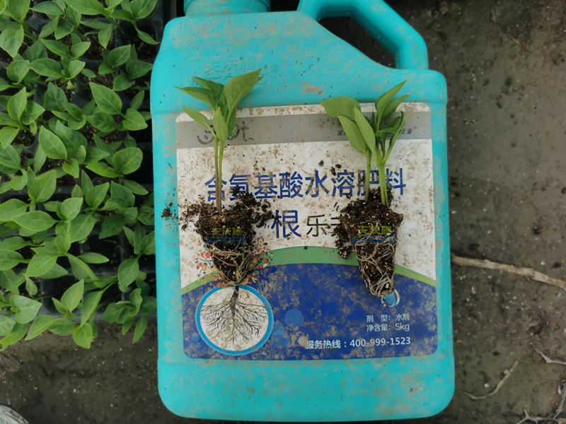 生根劑和生根粉的區(qū)別，別再傻傻分不清了！