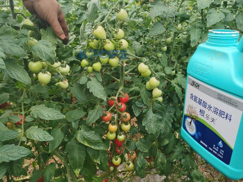 種蔬菜用什么肥料好？您用對了嗎？