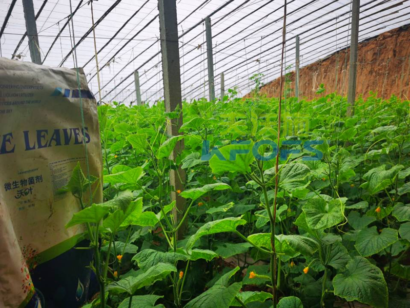 黃瓜沖施什么肥料好？用這款都說好！