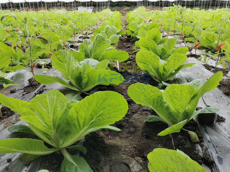 白菜施肥用什么肥料？種植大戶的經(jīng)驗！