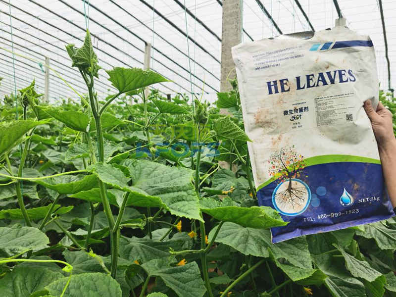 微生物菌劑哪個牌子好？莊總只認可這款！