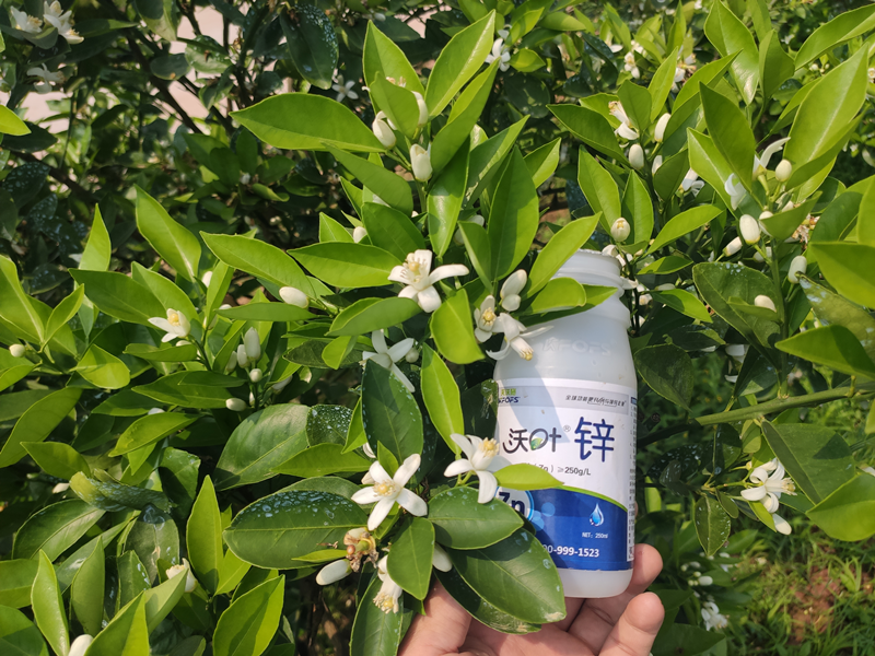 鋅肥為什么必不可少？需要知道這幾點(diǎn)