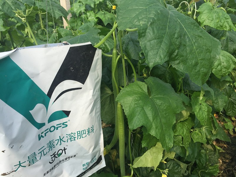 進(jìn)口大量元素水溶肥品牌，可以這樣選