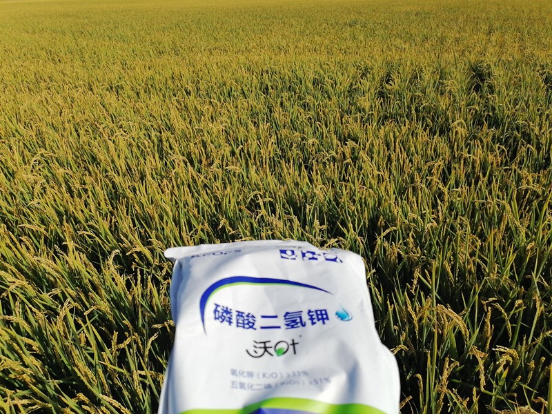 三分鐘看懂磷酸二氫鉀哪個品牌好！