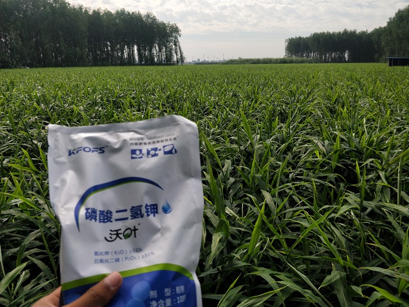 沃葉水溶肥價格是多少，真假如何鑒別？
