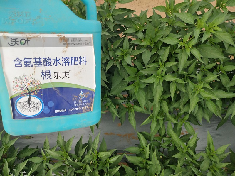 生根劑的配方，大大影響生根效果