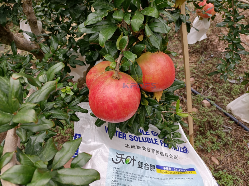 石榴樹(shù)施什么肥料好？經(jīng)驗(yàn)總結(jié)！