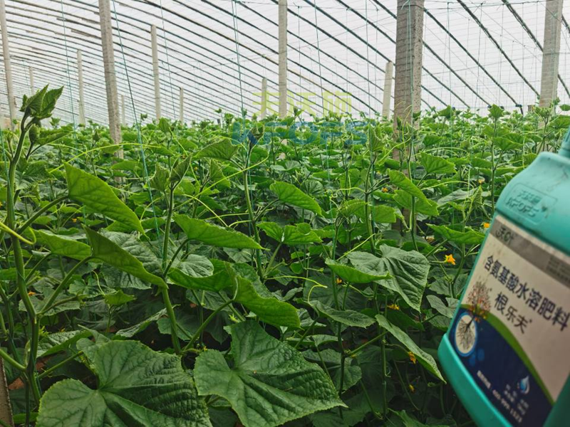 水溶肥調(diào)理黃瓜莖桿細(xì)弱，抓好這兩個(gè)時(shí)期！